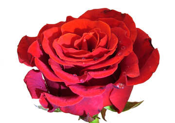 Rote Rose Blume №17130