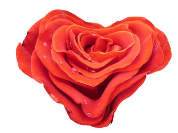 Роза в форме сердечка №17027