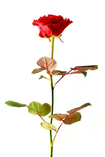 Sortenumstellung Rose №17068