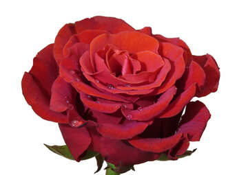Hermosa flor rosa №17129