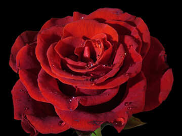 Квітка троянди на чорному №17094