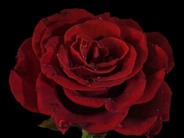 Rose on black