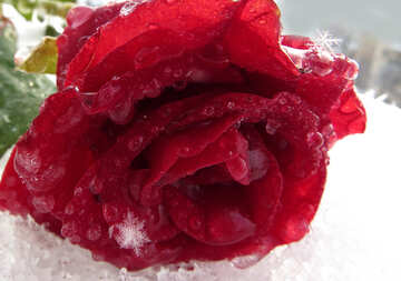 Snow-Rose №17001