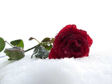 Rose in the snow №17008