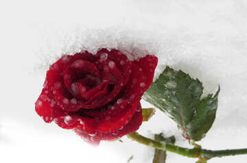 Rose in snow №17024