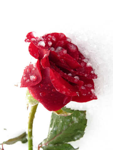 Frozen Rose №17015