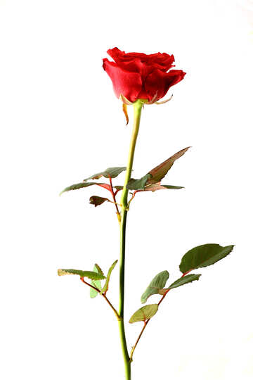 Rose coltivate №17069