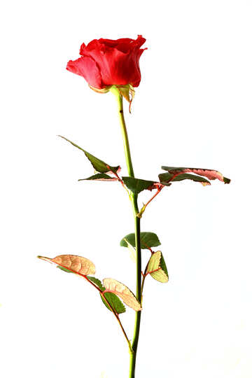 Імпортна троянда №17067