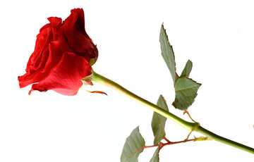 Роза на 8 березня №17052