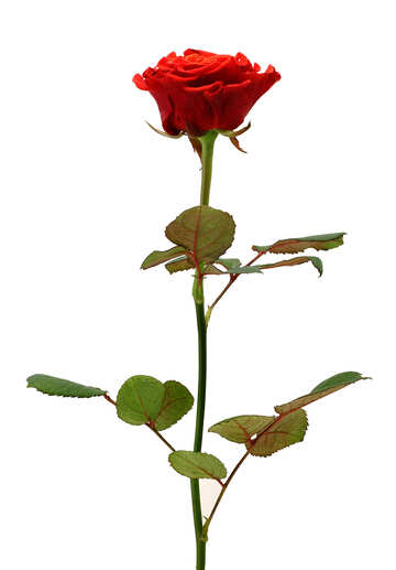 Picture of Rose №17079