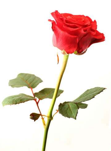 Листівка троянда №17050
