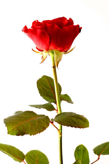 Rosas para San Valentín №17060
