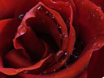 Dew on rose