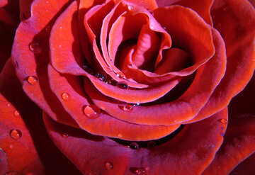 Drops on rose petals №17117
