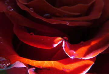Rose petals with drops №17121