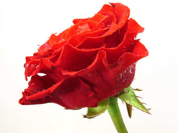 Rote Rose №17103