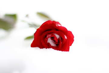 Rosas rojas en la nieve №17823