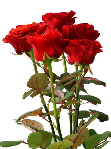 Blumenstrauß aus Rosen №17075