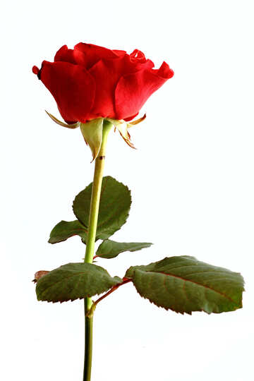 Tarjeta de felicitación con rose №17053