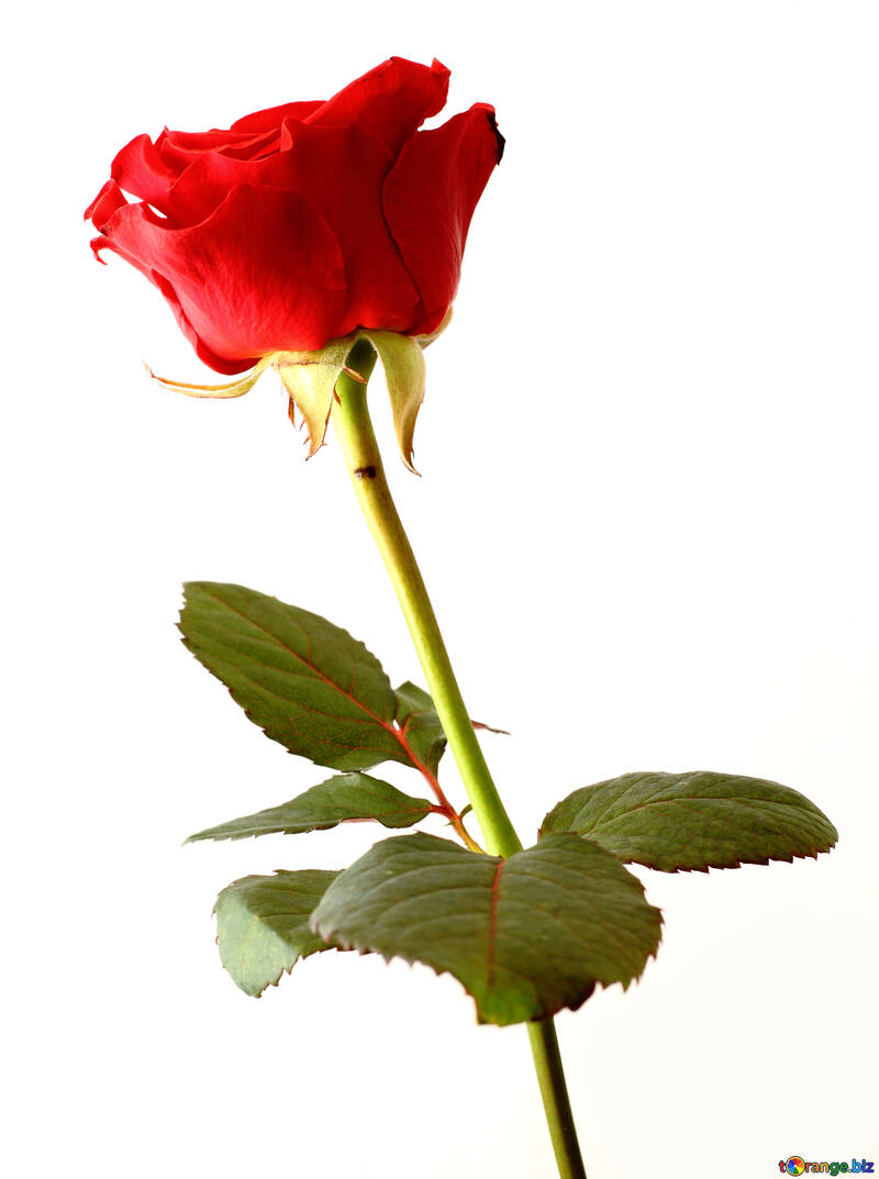 Rose di sfondo Greeting card №17054