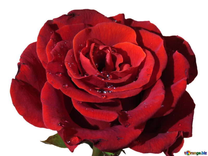 Роза з краплями фон на поздоровлення №17093