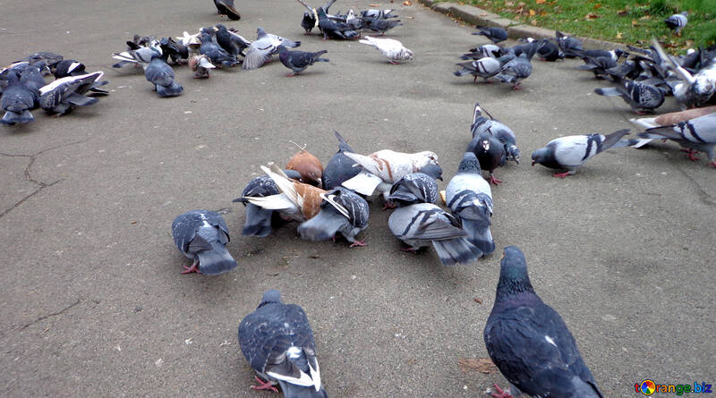 Un troupeau de colombes №17688