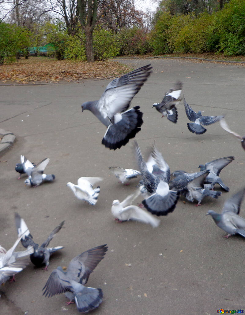 Pigeons in the Park №17691