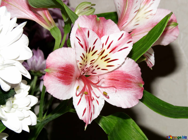 Alstroemeria bouquet №17808