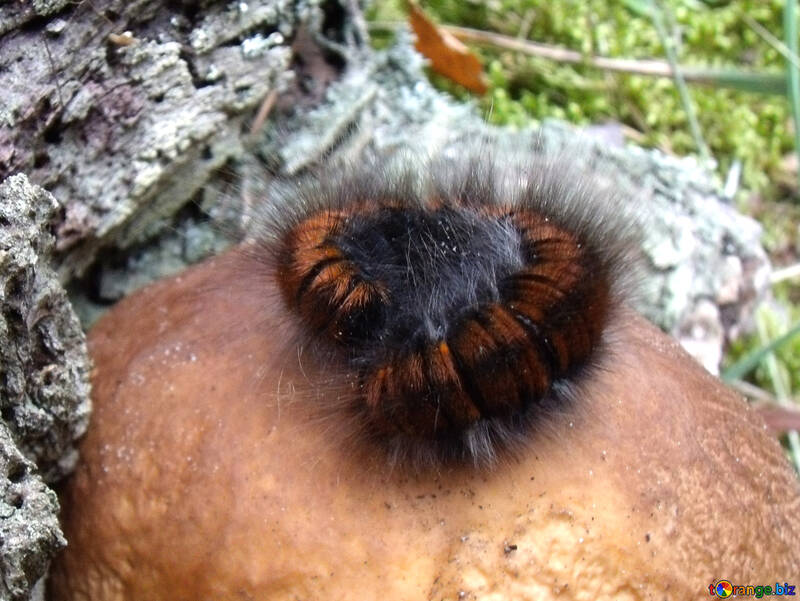 Beautiful caterpillar №17649