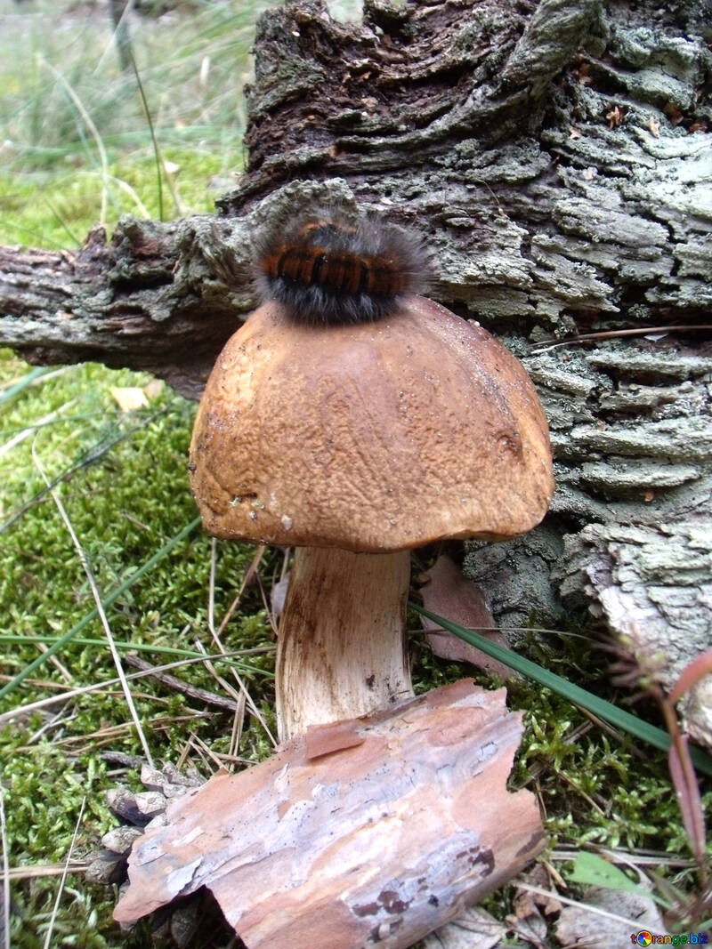 Гусениця на грибі №17648