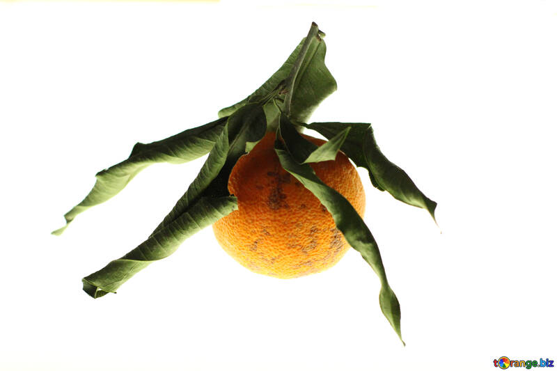 Dried tangerine №17997
