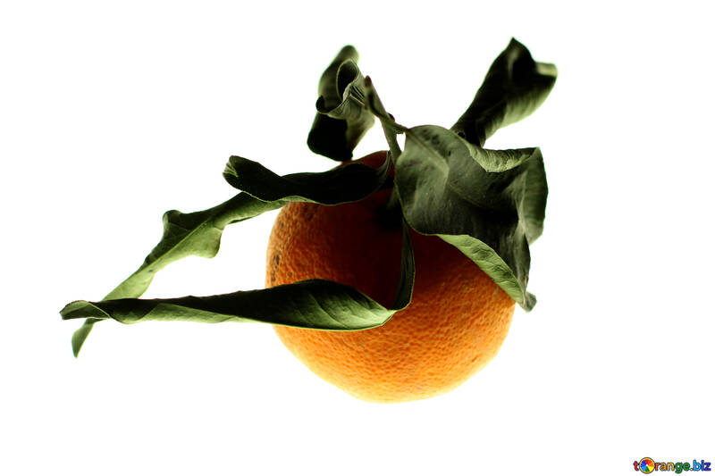 Mandarin und aus getrockneten Blättern №17999