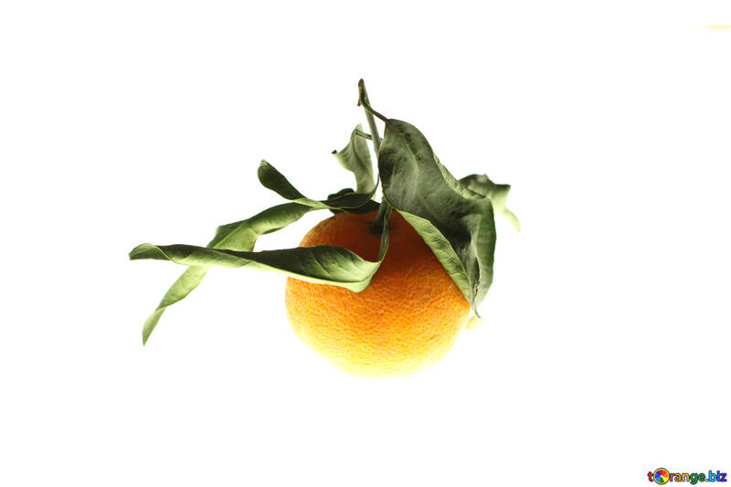 Mandarin with leaves №17998