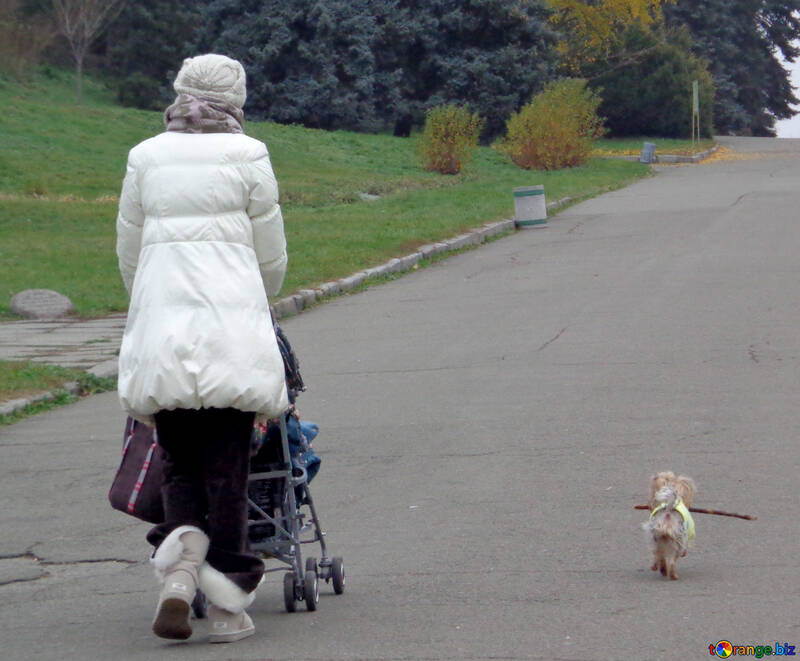 犬と子供のベビーカーを歩く №17682