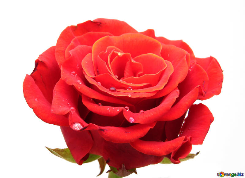 Geöffneten Blüte Rosen №17132