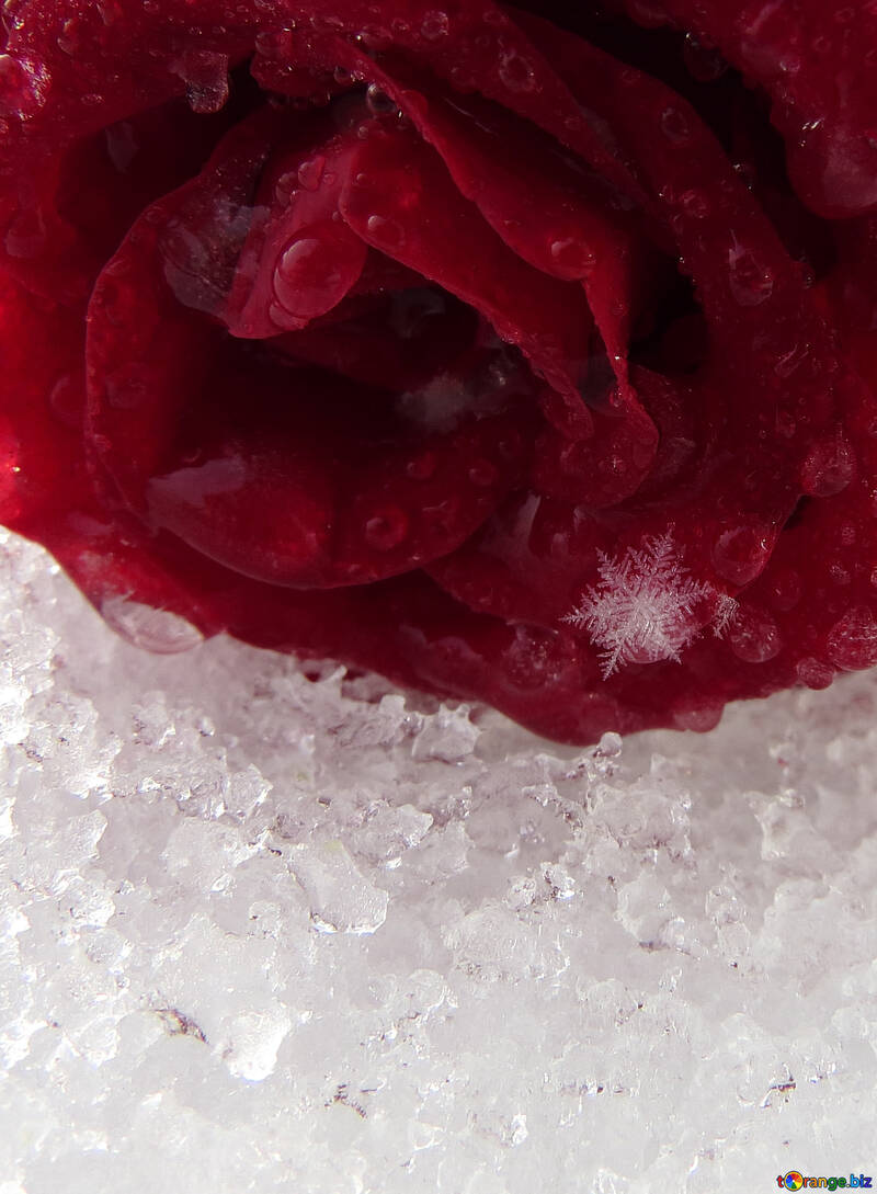 Flocon de neige sur la rose №17002