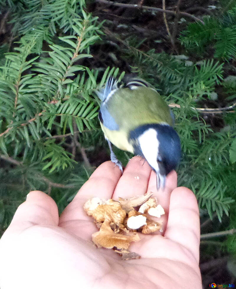 Titmouse eats nut with the Palm of your hand №17886