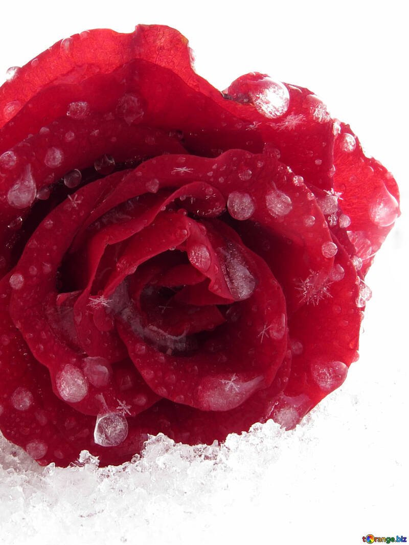 Snowflakes on red rose №17018
