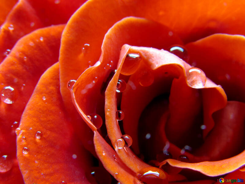 Large rose with water drops №17084