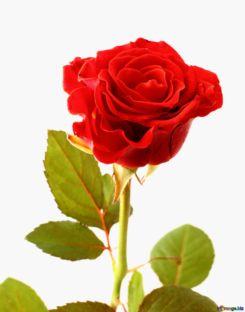 Красива троянда №17040