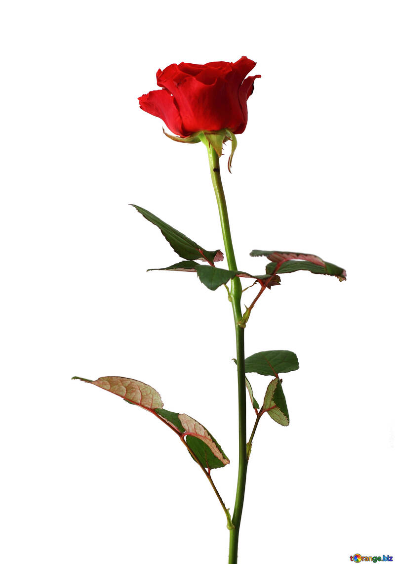Листівка з трояндою №17077
