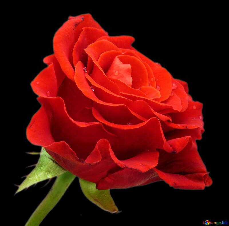 Red rose on black №17106