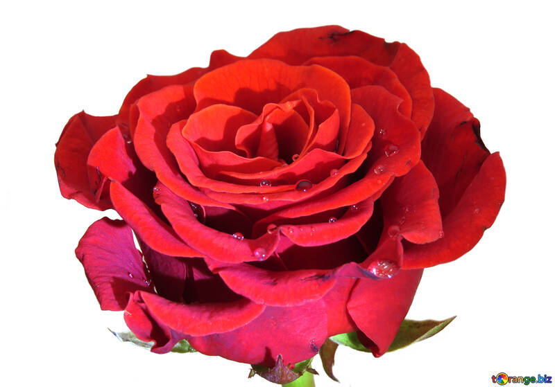 Flower red rose №17130