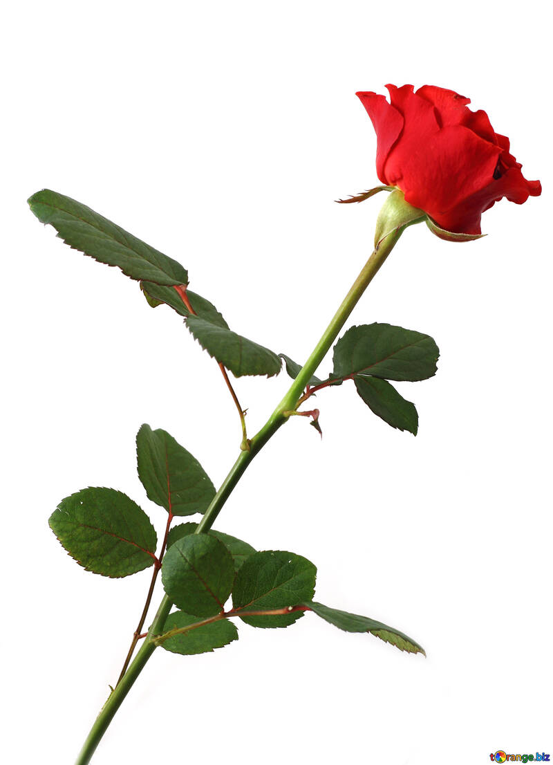 Роза на шпалери №17072