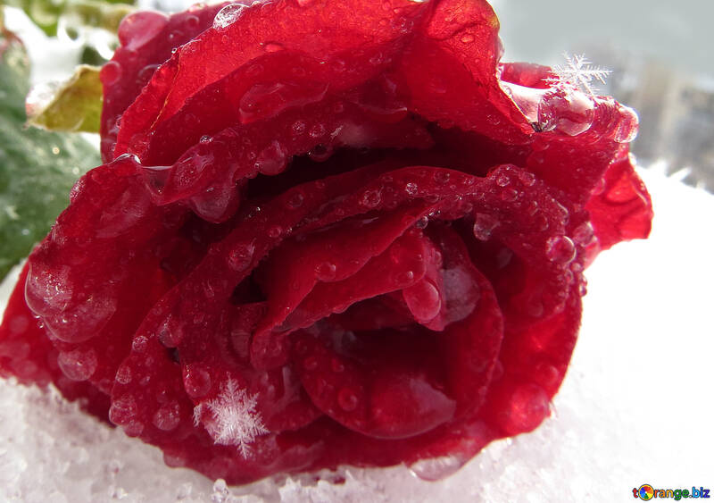 Schnee-Rose №17001
