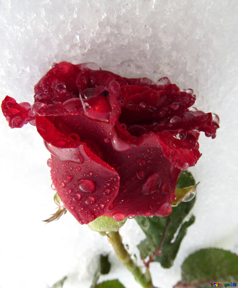 Schnee auf der rose №17005