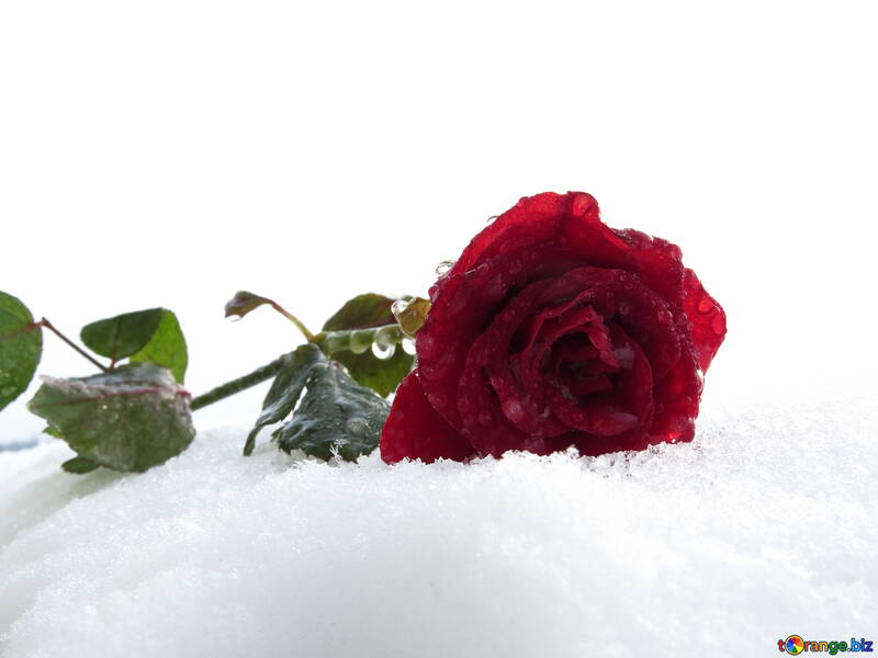 Rose dans la neige №17008