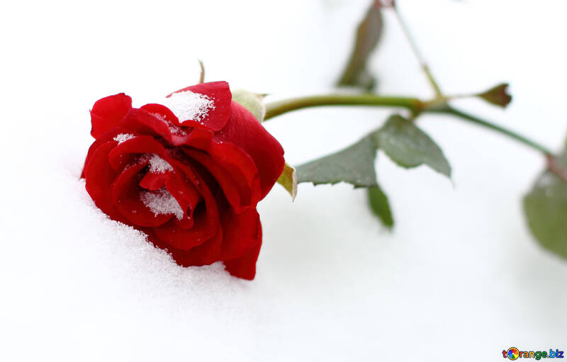 Rose and snow №17822