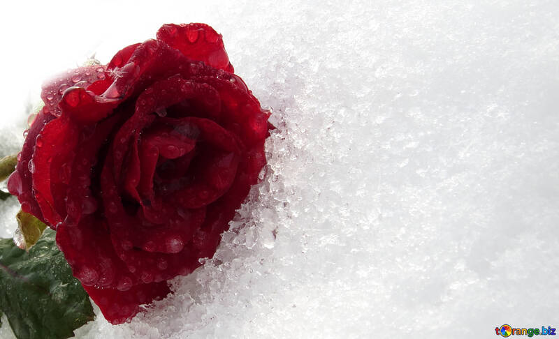 雪の中でバラとカード №17006