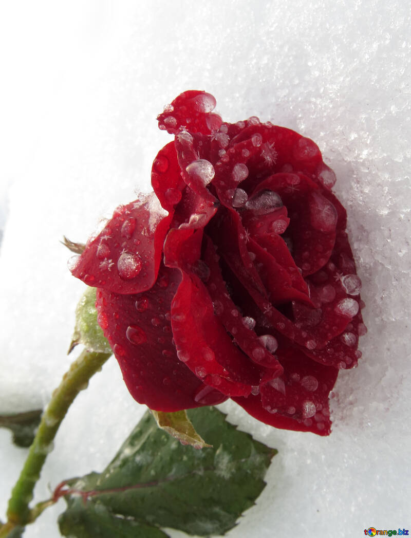 Frozen beautiful rose №17022